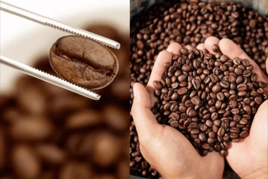 Common coffee roasting defects and how to identify them