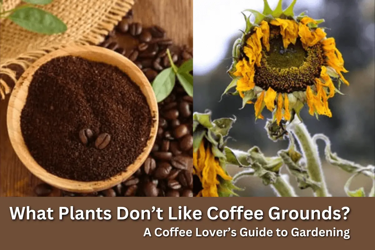 What Plants Don't Like Coffee Grounds