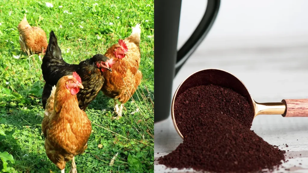 are coffee grounds good for chickens