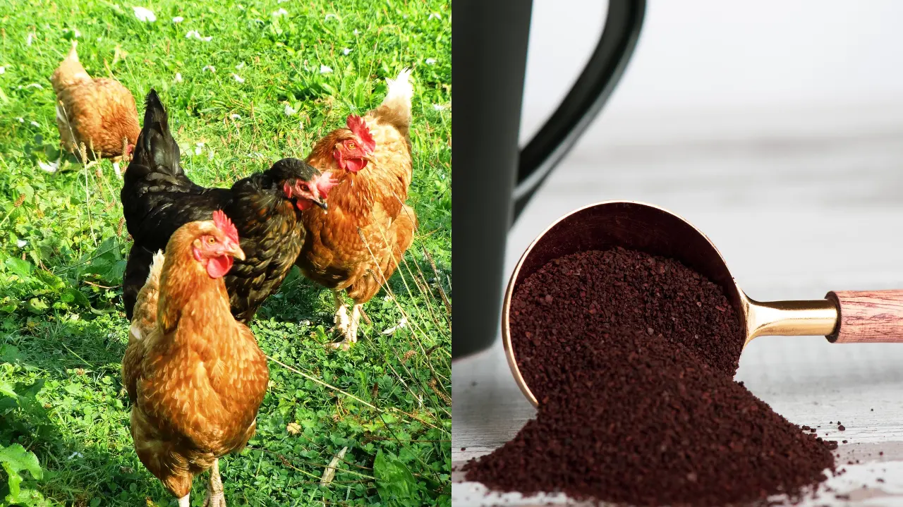 are coffee grounds good for chickens