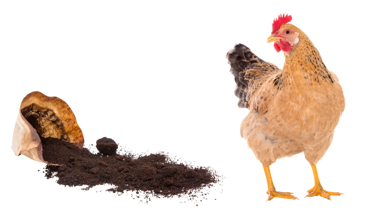 can chickens eat coffee grounds