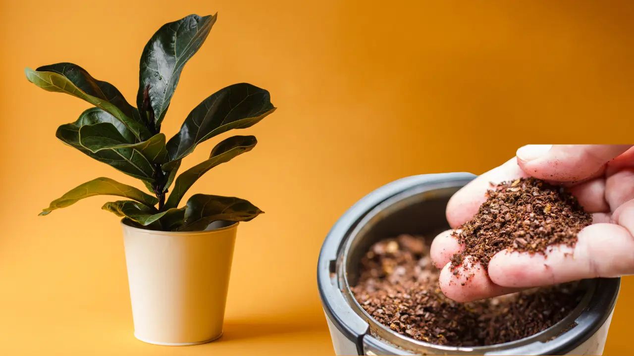 what indoor plants like coffee grounds